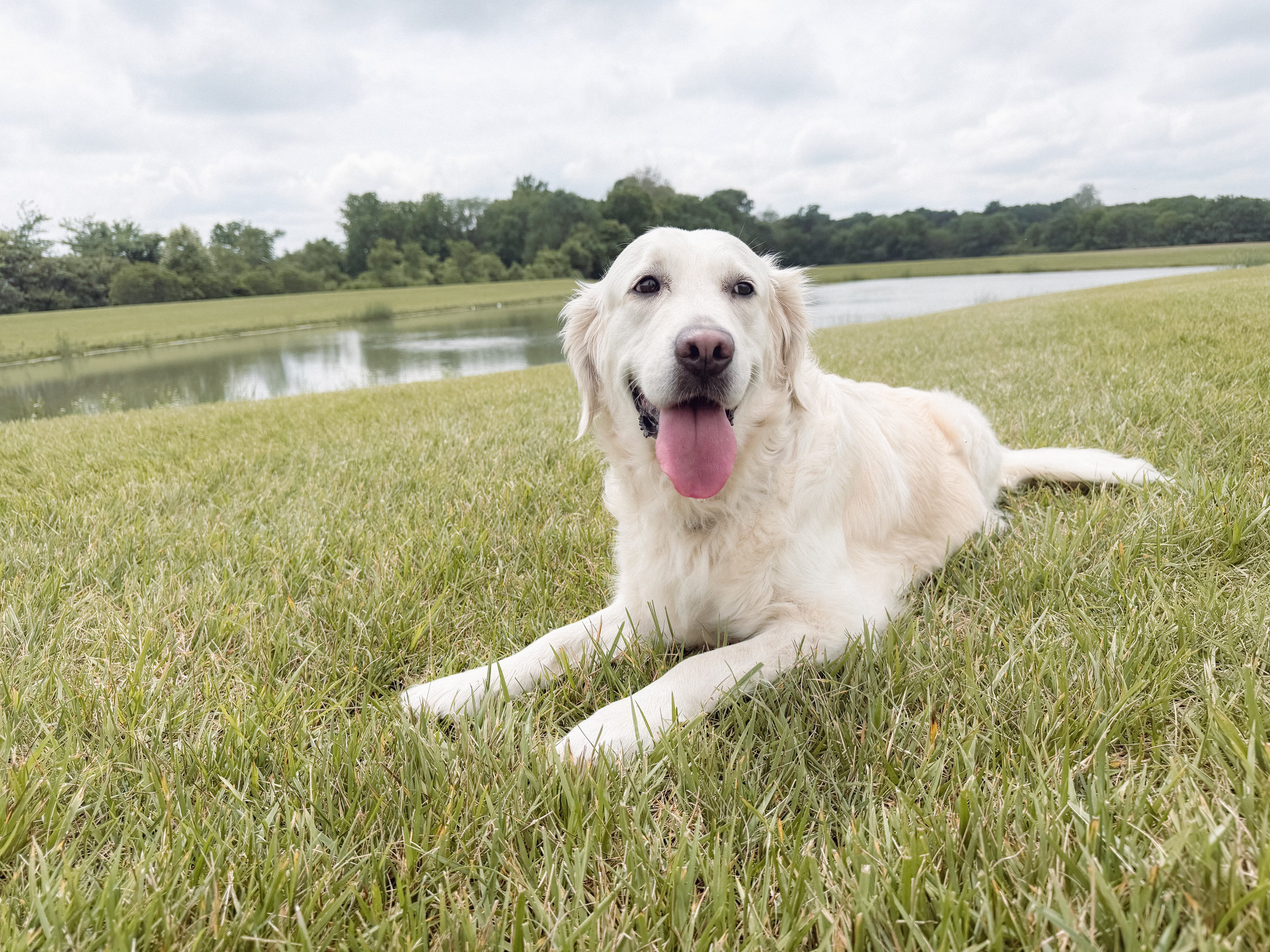 english cream golden retriever