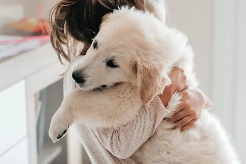 child-girl-play-hugging-dog-puppy-golden-kid child-girl-play-hugging-dog-puppy-golden-kid