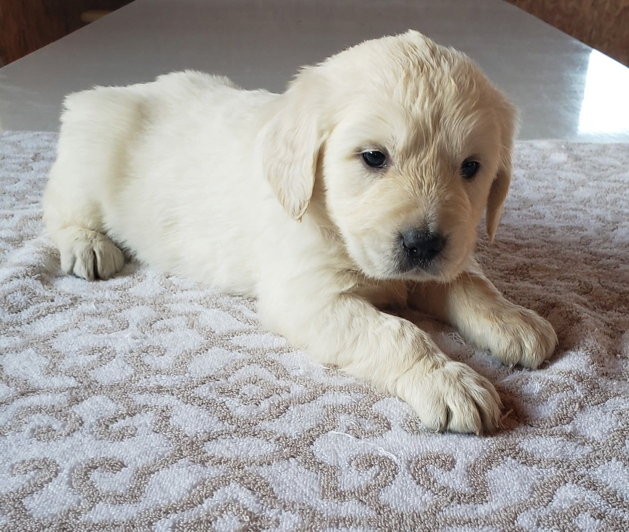 ivory_pine_golden_1202