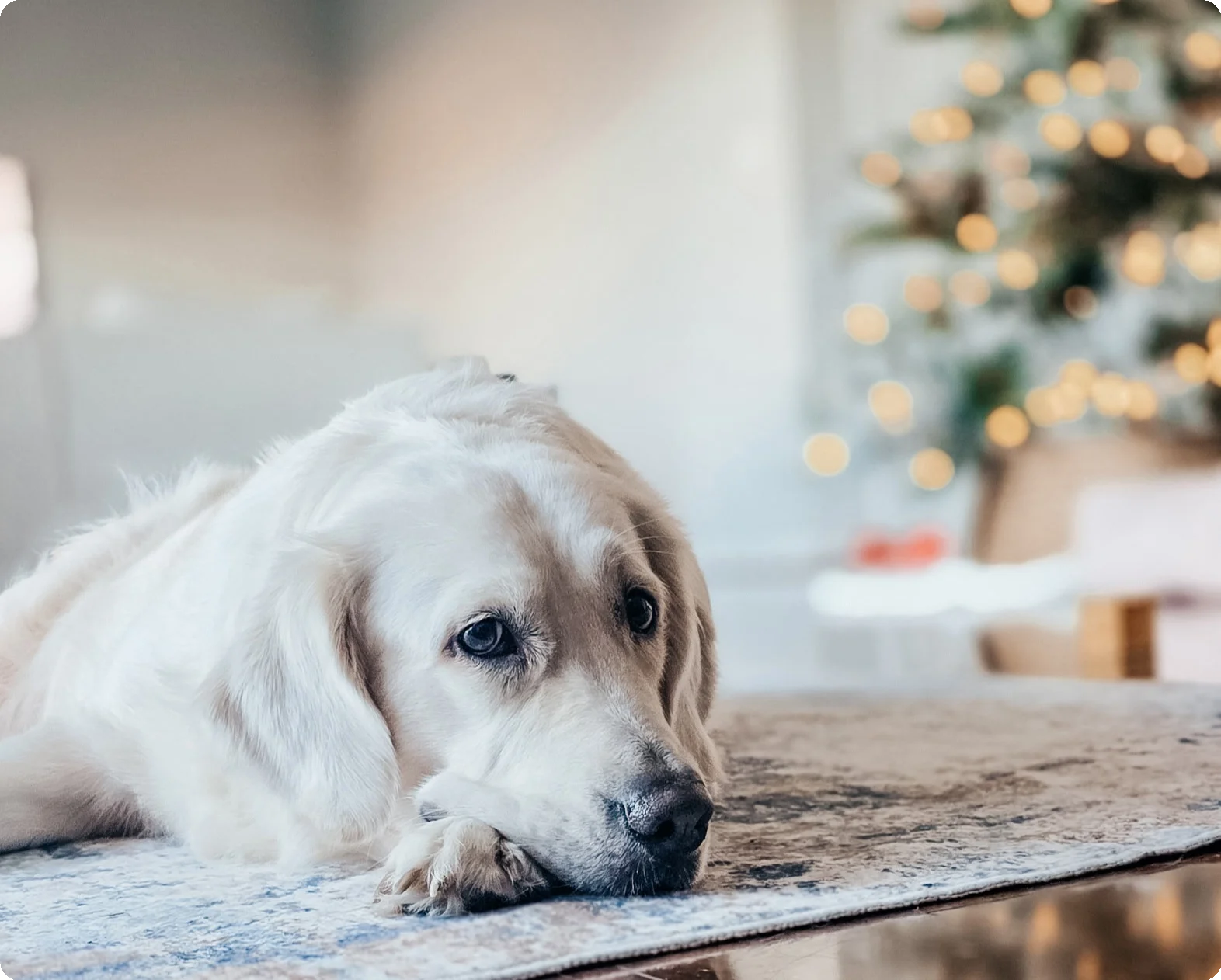english cream golden retriever laying down