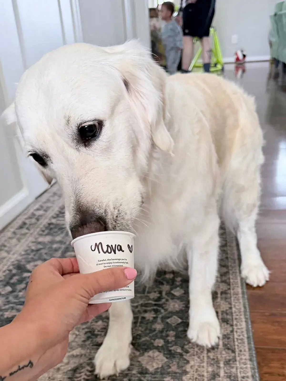 english cream golden retriever with a pup cup from Starbucks