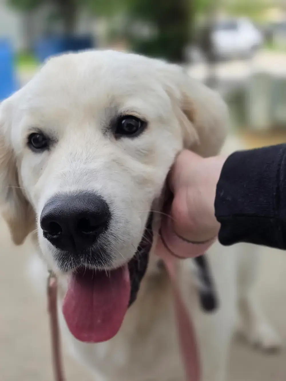 English Cream Golden Retriever