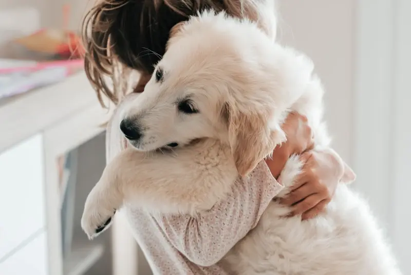 An English Cream Golden Retriever puppy with a child
