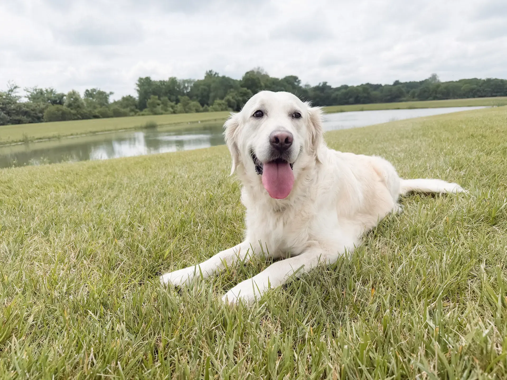 English Cream Golden Retriever resting outside in the grass at Ivory & Pine Goldens.