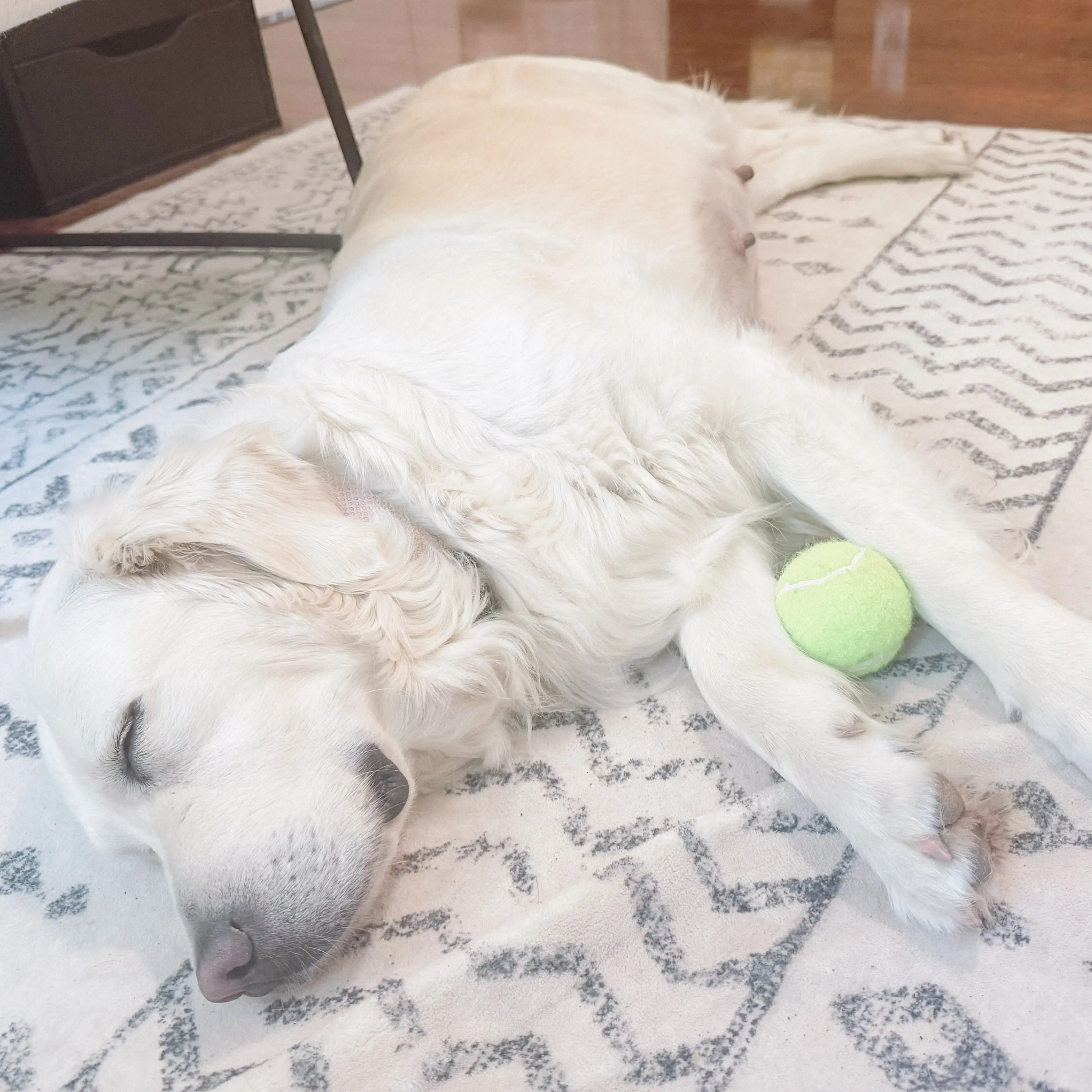 English Cream Golden resting at home