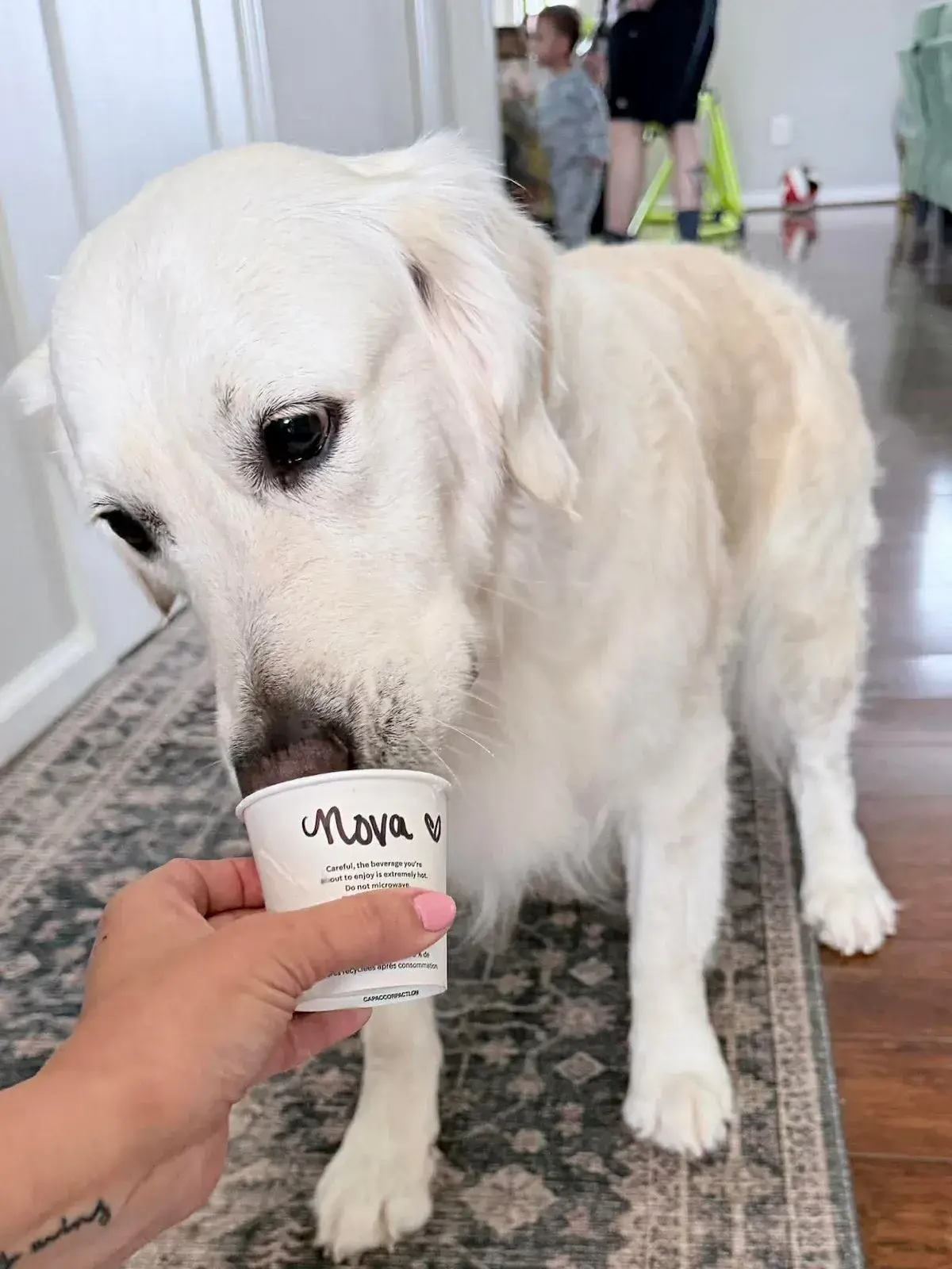 A English Cream Golden Retriever enjoying a pup cup from Starbucks